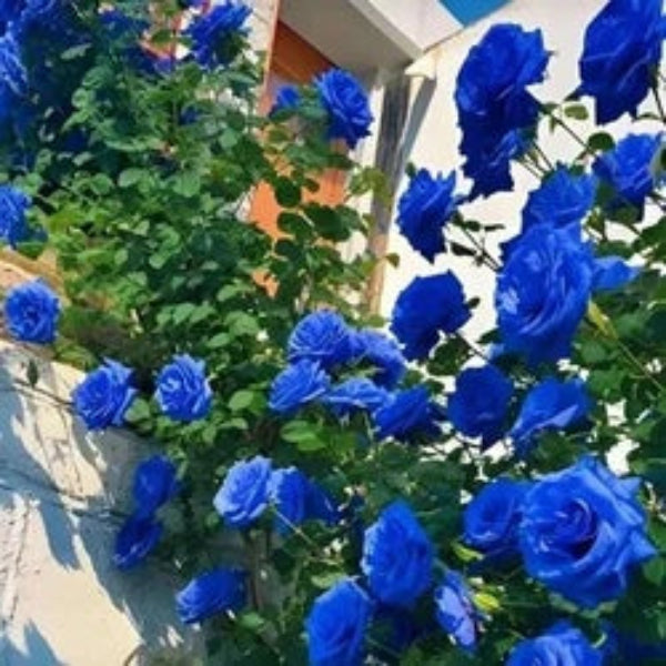 Rosa spp. Seeds – Sky Blue Climbing Rose