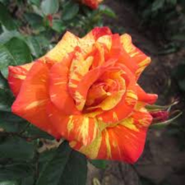 Rose Flower Seeds – Orange Rainbow
