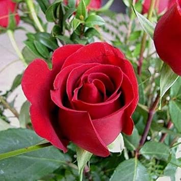 Rose Flower Seeds – Maroon