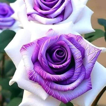 Rose Flower Seeds – Violet Mix