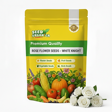 Rose Flower Seeds – White Knight