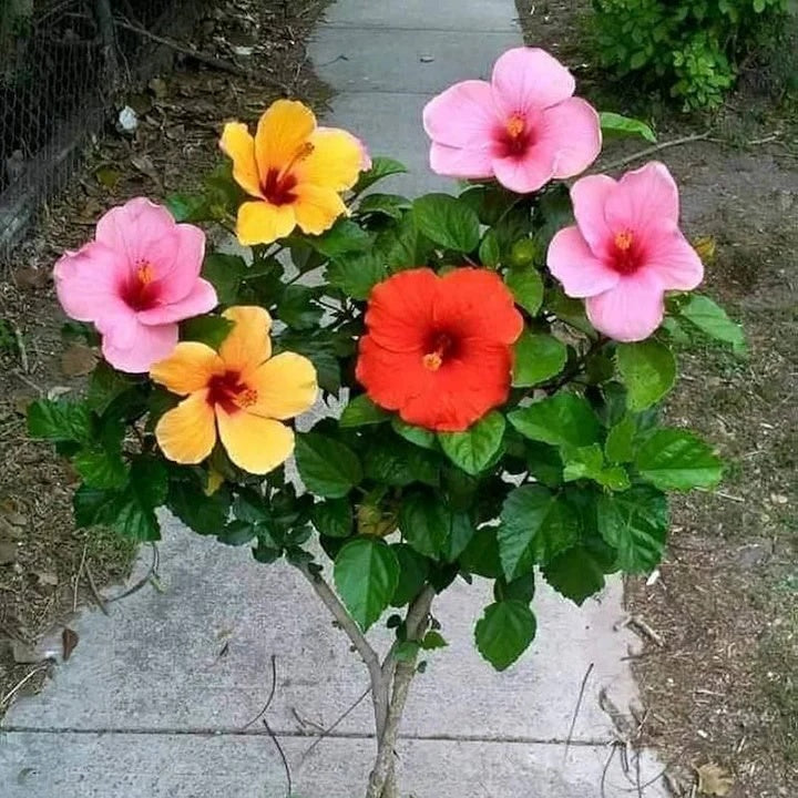 Rose Mallow Seeds – Mixed