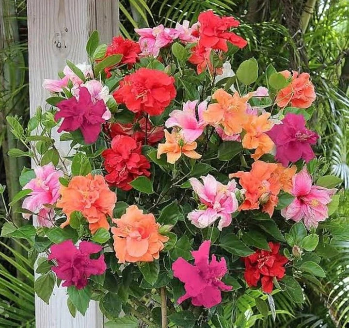 Rose Mallow Seeds – Mixed
