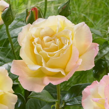 Peace Rose Seeds - Flower Plant