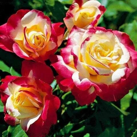 Rose Plant Seeds – Pink Yellow