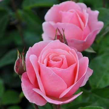 Rose Plant Seeds – Queen Elizabeth