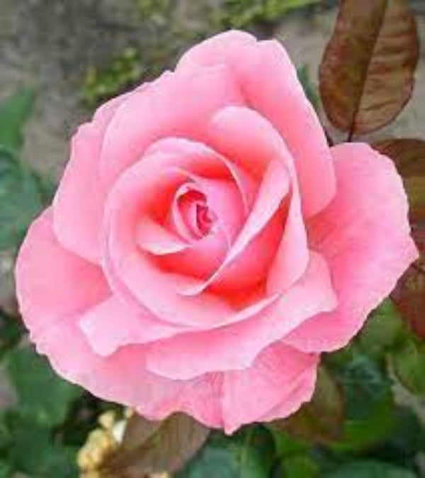 Rose Plant Seeds – Queen Elizabeth