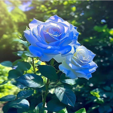 Rose Seeds – Blue – Wildflower