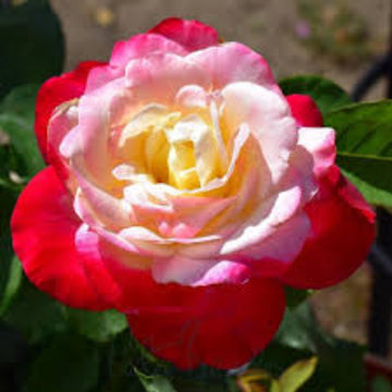 Rose Seeds – Double Delight