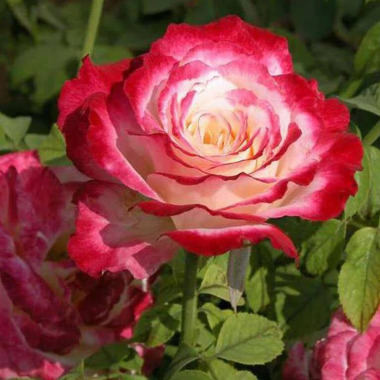 Rose Seeds – Double Delight