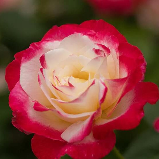 Rose Seeds – Double Delight