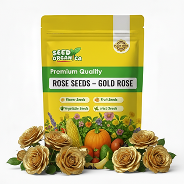 Rose Seeds – Gold Rose