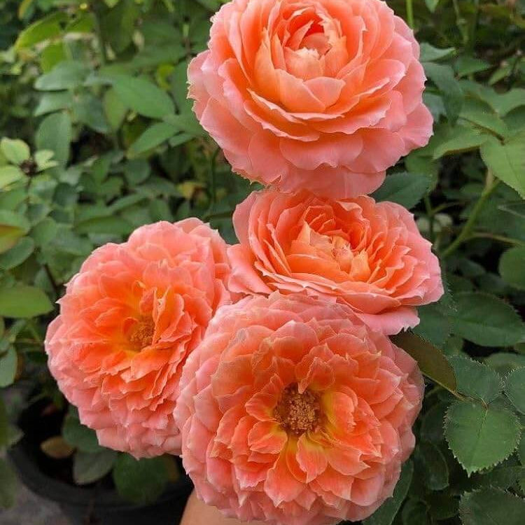 Rose Seeds – Light Orange Double Petal 