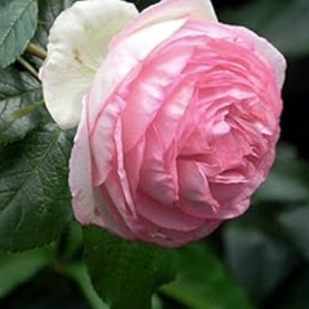 Rose Seeds – Light Pink Double Petal