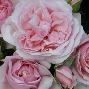 Rose Seeds – Light Pink Osiria