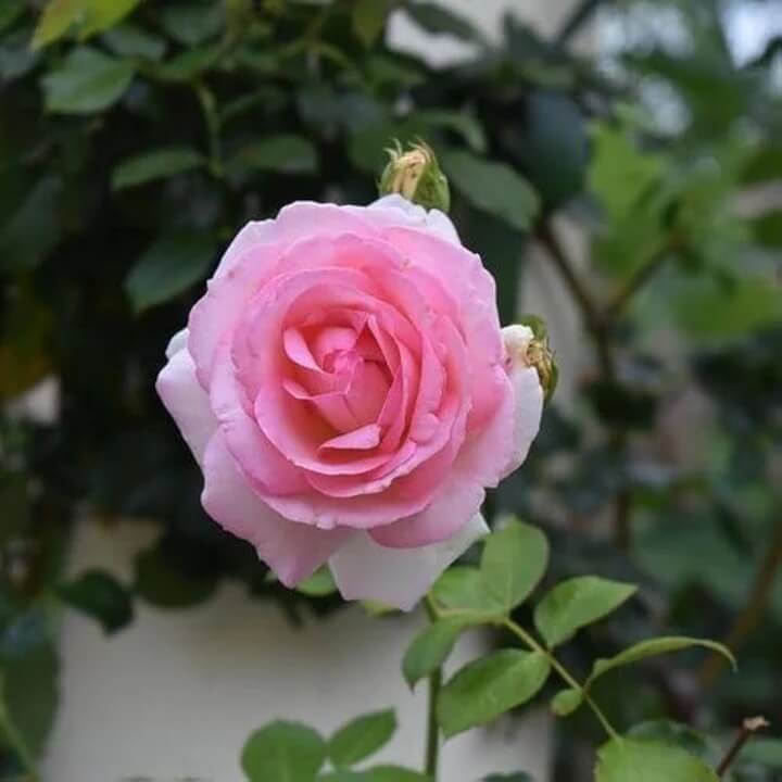 Rose Seeds – Light Pink Osiria