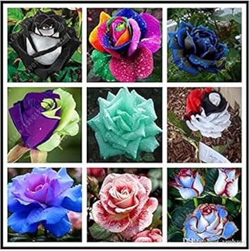 Rose Seeds – Mixed Rainbow Bonsai
