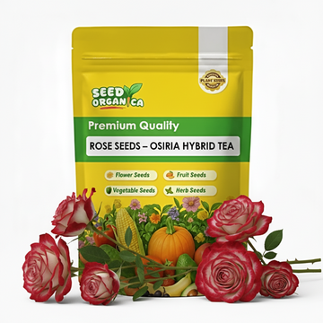 Rose Seeds – Osiria Hybrid Tea
