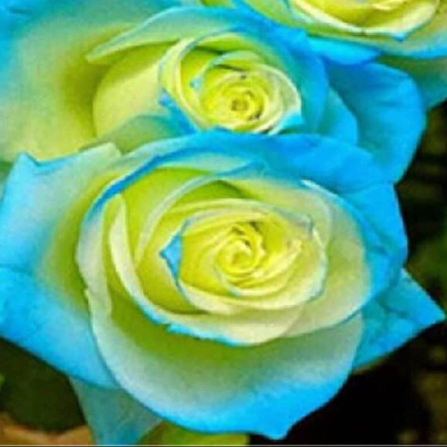 Rose Seeds – Yellow and Sky Blue