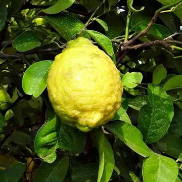Rough Lemon Seeds – Hardy Citrus
