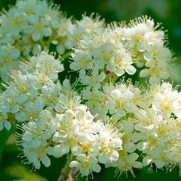 Rowan Tree Seeds - Flower Plant