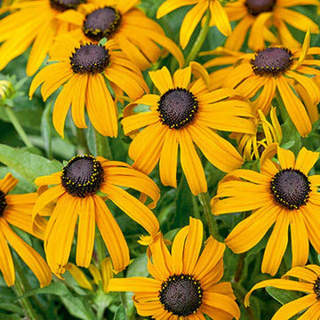 Goldeneye Rudbeckia Seeds – Flower Plant