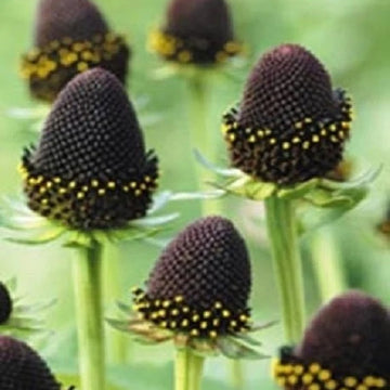 Rudbeckia Seeds – Green Wizard