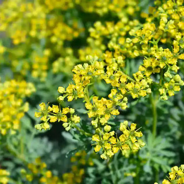 Ruta Graveolens Rue Seeds – Herbal Plant