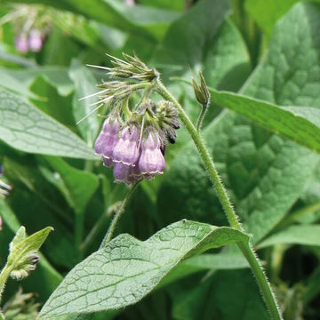 Russian Comfrey Seeds - Herbal Plant