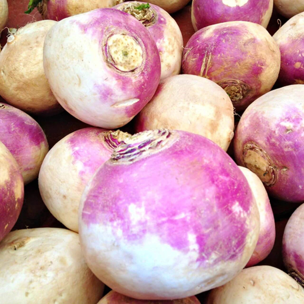 Rutabaga Seeds – Amerikanische Lila Top