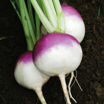 Rutabaga Seeds – Purple White