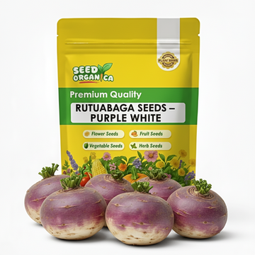 Rutabaga Seeds – Purple White