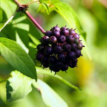 Ci Wu Jia Siberian Ginseng Seeds – Herbal Plant
