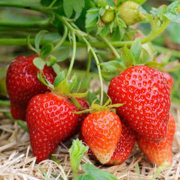 Albion Strawberry Seeds – Fruit Plant