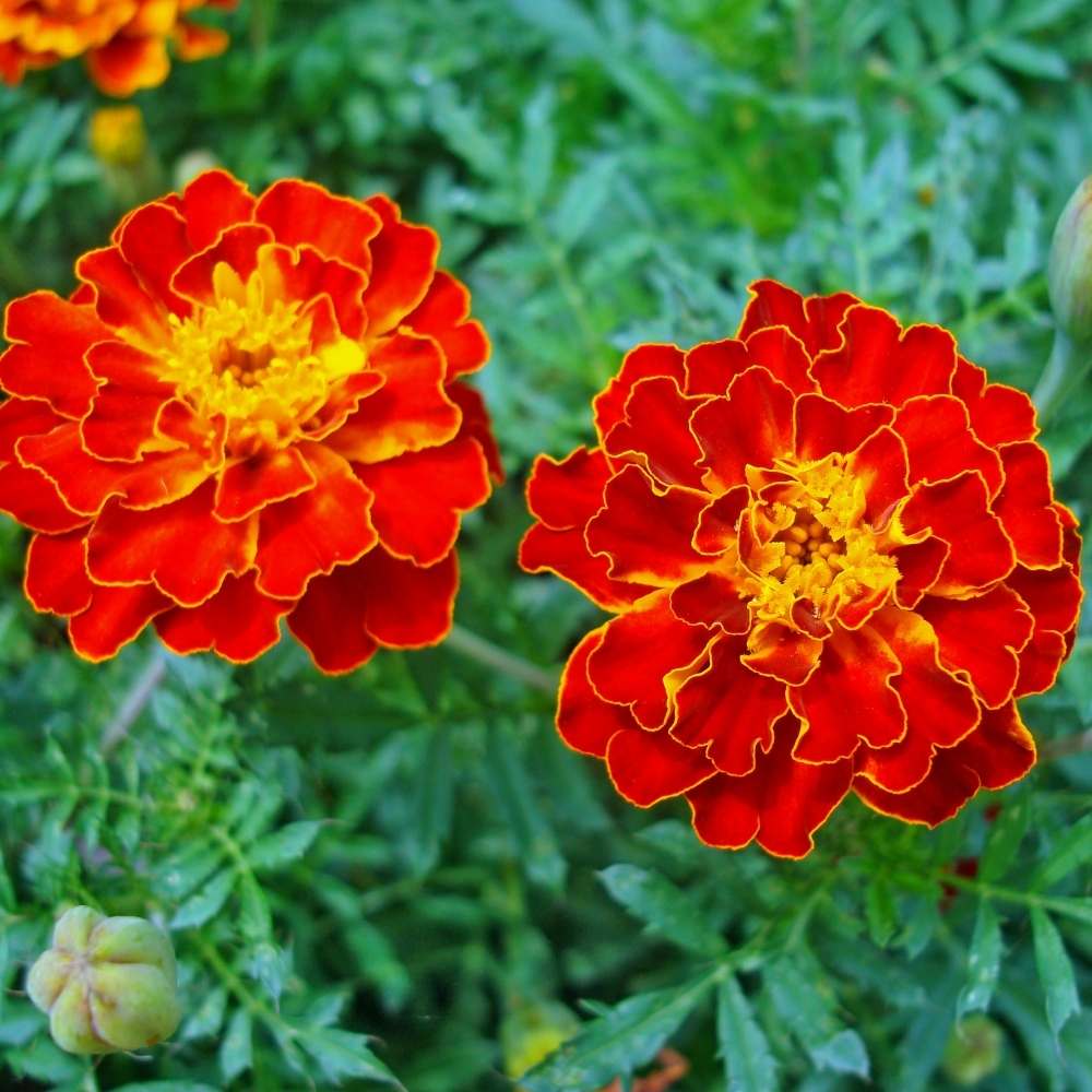 Safari Red Marigold Seeds 