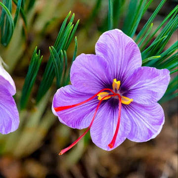 Crocus Sativus Saffron Seeds – Flower Plant