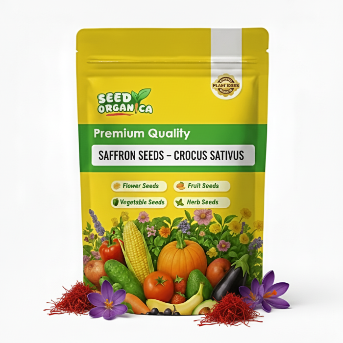 Saffron Seeds – Crocus Sativus
