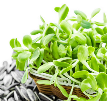 Salad Mix Microgreens Seeds - Vegetable Plant