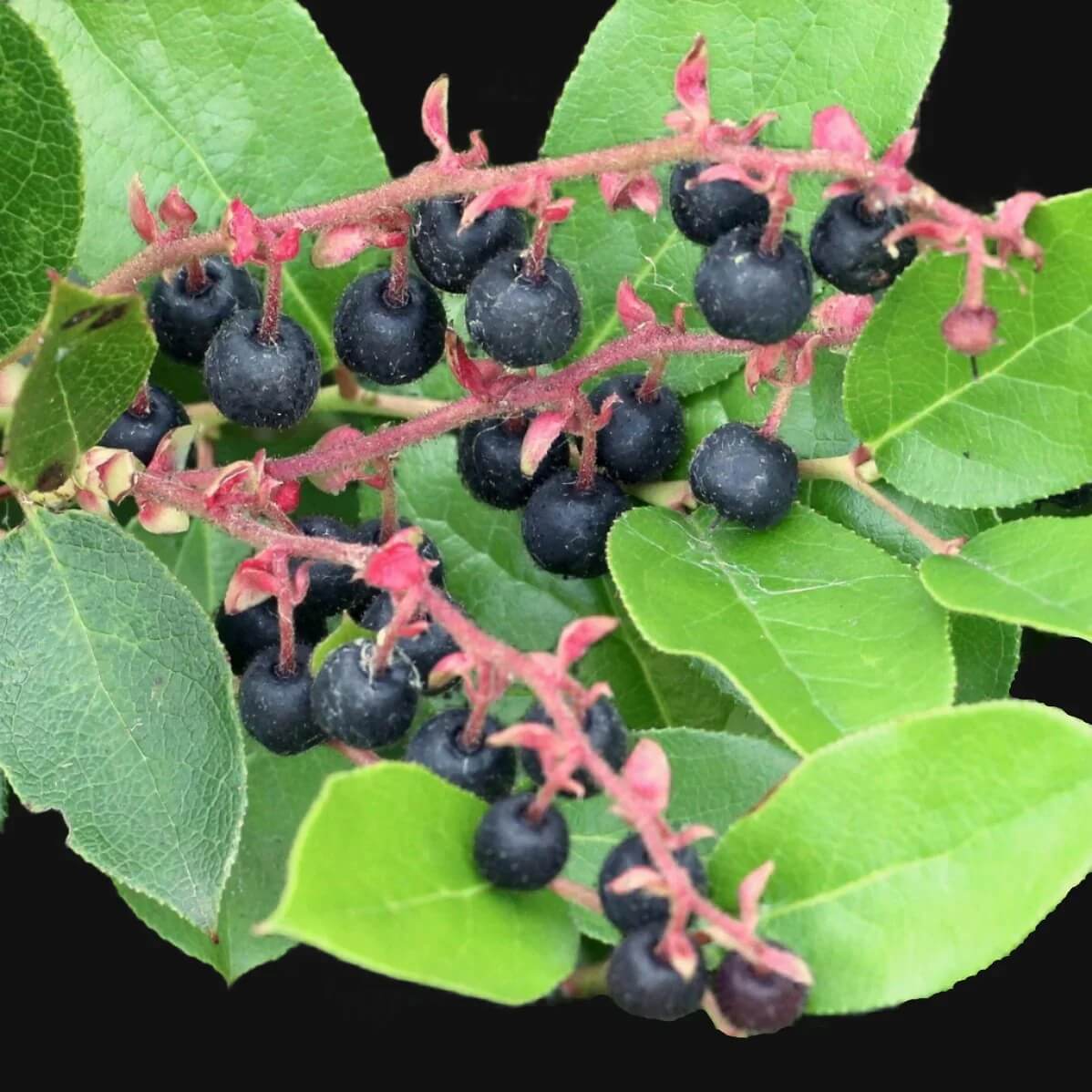 Salal Berry Seeds