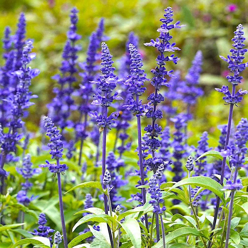 Salvia Seeds – Farinacea Deep Blue