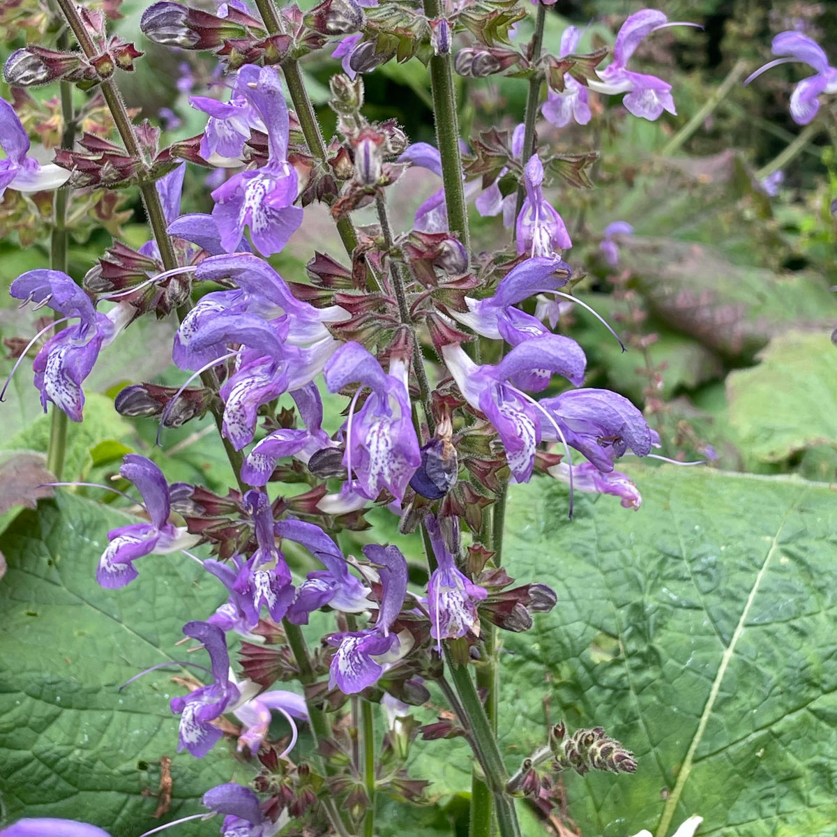 Salvia Seeds – Forskaohlei