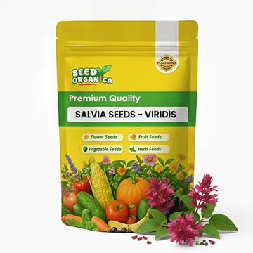 Salvia Seeds – Viridis