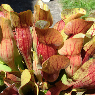 Purple Pitcher Sarracenia Purpurea Seeds – Herbal Plant
