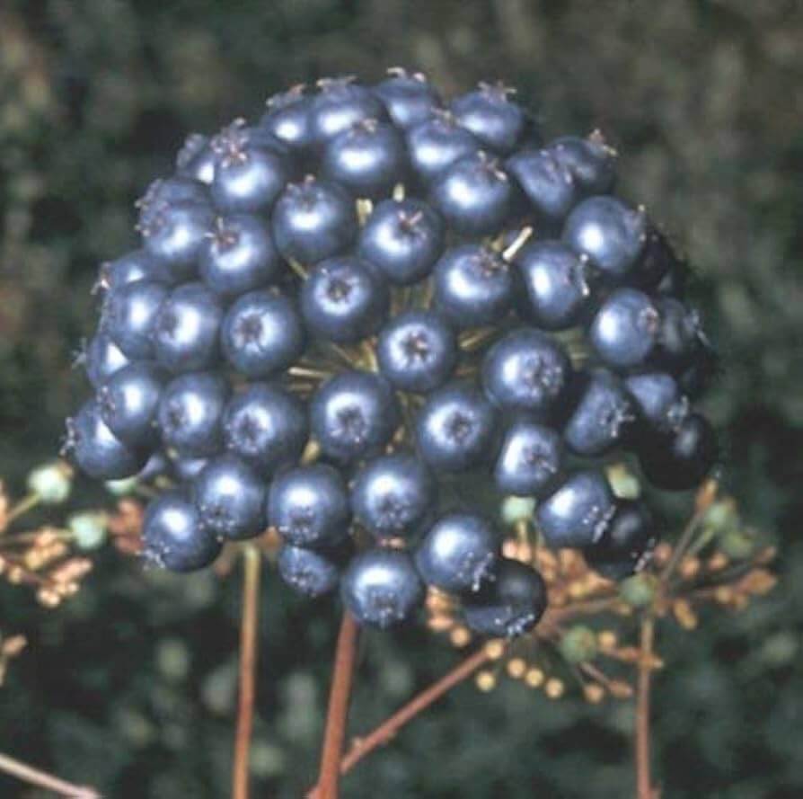 Sarsaparilla Seeds – Black