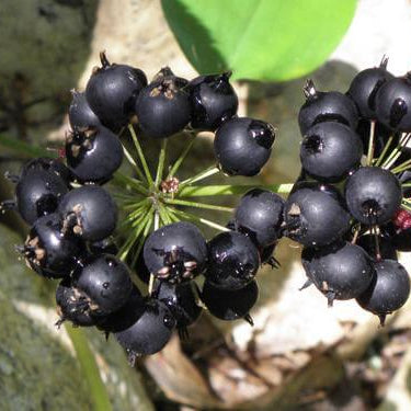 Sarsaparilla Seeds – Black