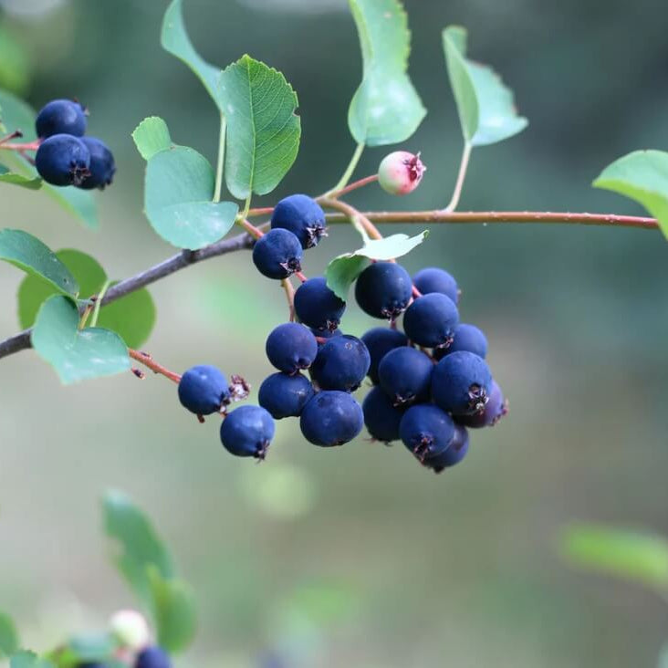 Saskatoon Berry Seeds