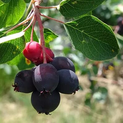 Saskatoon Berry Seeds