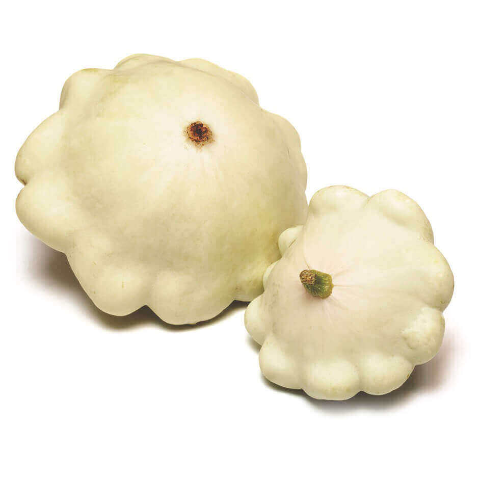 White Scallop Seeds