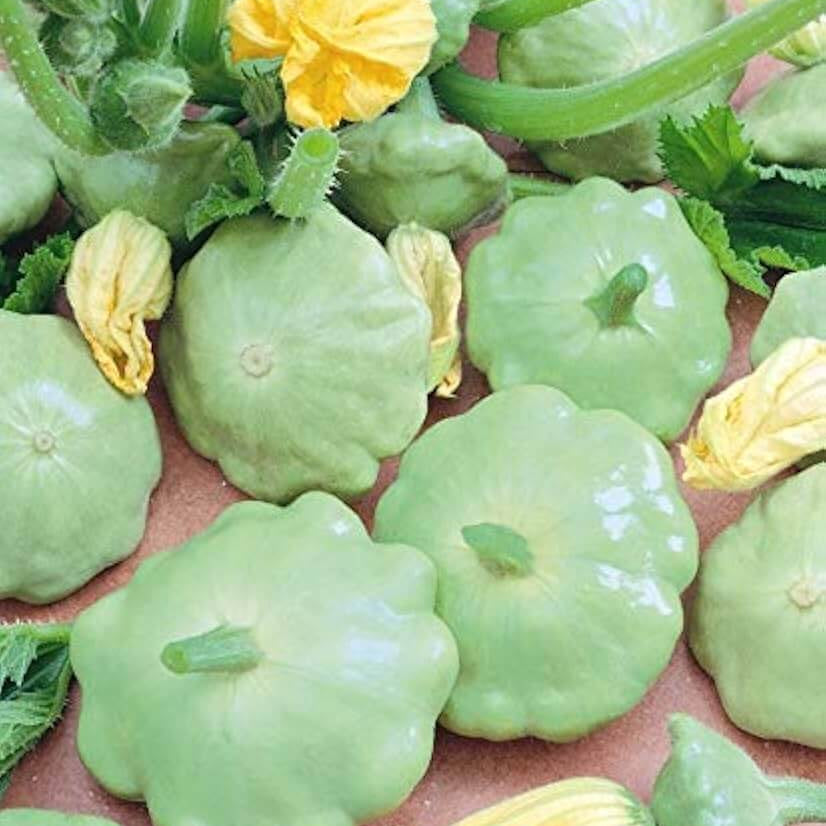 Scallop Squash Seeds - Green