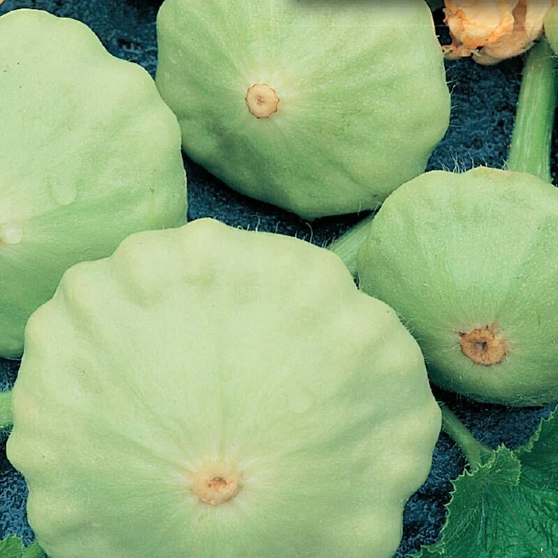 Scallop Squash Seeds - Green